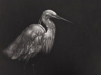 Aigrette blanche - Mani&egrave;re noire - x/10