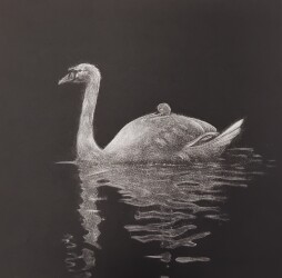 Cygnes - Mani&egrave;re Noire - X/10